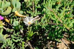 Vanzijlia annulata