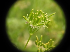Chaerophyllum aureum