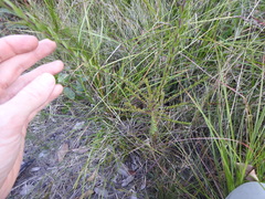 Comesperma hispidulum