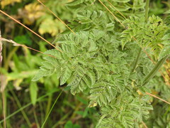 Chaerophyllum aureum