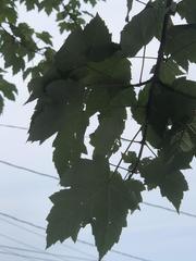 Acer rubrum