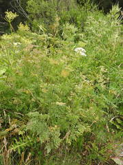 Chaerophyllum aureum