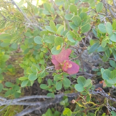 Exobasidium vaccinii-uliginosi