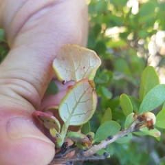 Exobasidium vaccinii-uliginosi