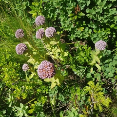 Hylotelephium anacampseros