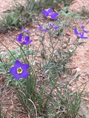 Giliastrum rigidulum