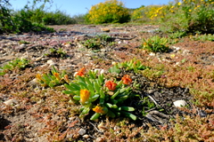 Cheiridopsis rostrata