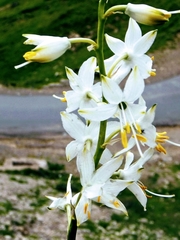 Anthericum baeticum