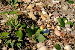 Cheiridopsis rostrata