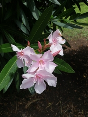 Nerium oleander