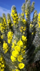 Aspalathus argyrophanes