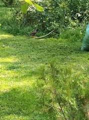 Acridotheres tristis