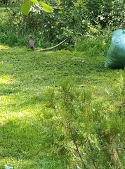 Acridotheres tristis