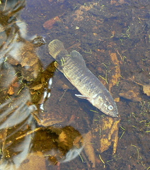 Umbra limi