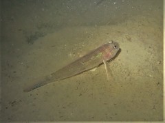 Acentrogobius pflaumii