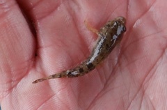 Cottus perifretum