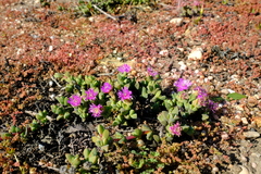 Antimima granitica