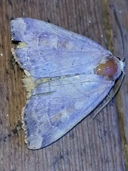 Cosmia trapezina