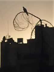 Streptopelia senegalensis