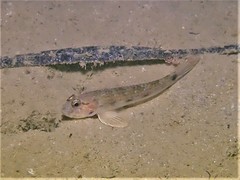 Acentrogobius pflaumii