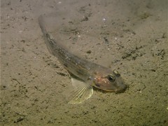 Acentrogobius pflaumii