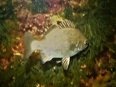 Kyphosus cornelii