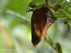 Tanaecia iapis