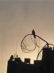 Streptopelia senegalensis