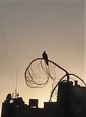 Streptopelia senegalensis