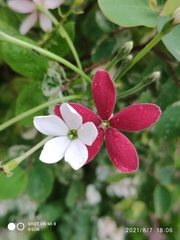 Combretum densiflorum