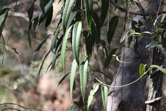 Parsonsia brisbanensis