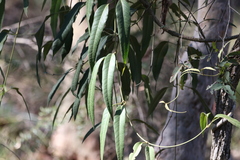Parsonsia brisbanensis