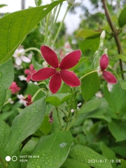 Combretum densiflorum