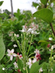 Combretum densiflorum