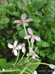Combretum densiflorum