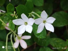 Combretum densiflorum