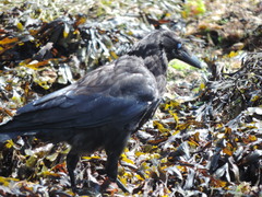 Corvus corone