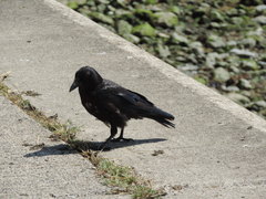 Corvus corone