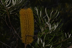 Banksia collina