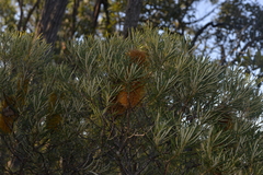 Banksia collina