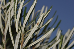 Banksia collina