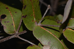 Angophora robur