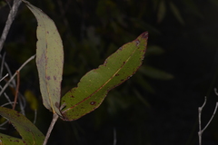 Angophora robur
