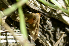 Dysauxes punctata