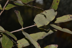 Angophora robur