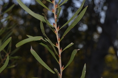 Hakea laevipes