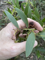Acacia complanata