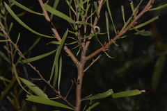 Hakea laevipes