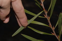 Hakea laevipes