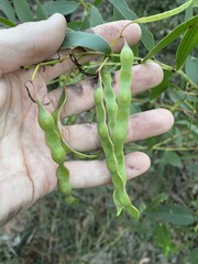 Acacia complanata